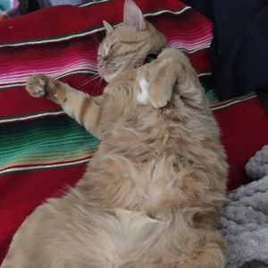 Meet your Posher, Cassie